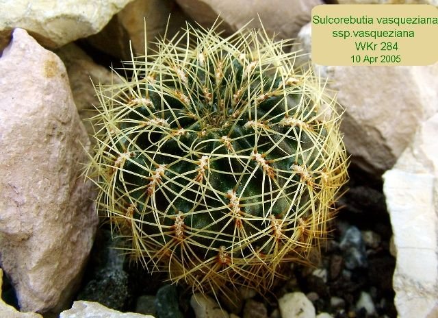 Sulcorebutia _vasqueziana _ssp.vasqueziana _ WKr 284_ 01